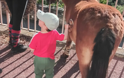 Des poneys à la crèche : un projet éducatif et sensoriel