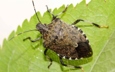 Soutenir la protection des cultures de notre île